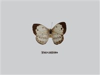 藏品(白雀斑灰蝶)的圖片